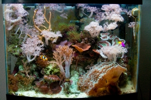 Tank Update