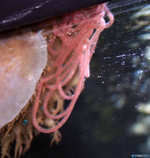 Sea Hare Arranging Eggs