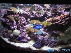 92g Corner Tank