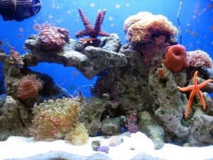Tank Update - Day 210