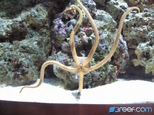 Dancing Serpent Star!