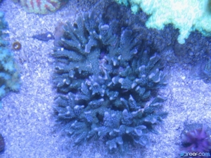 m stellata
