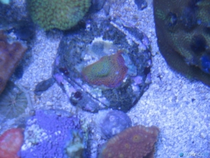 top down of the 24g