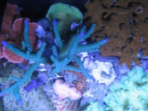 top down of the 24g