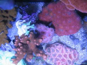 top down of the 24g