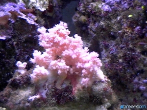 DVC00058