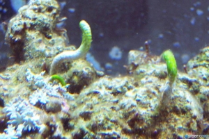 ID Please