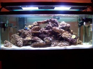 My 75 gallon after 5 weeks.