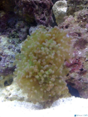 First Coral