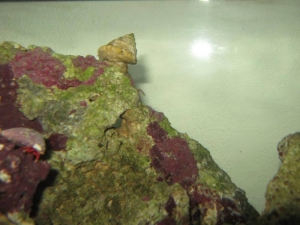 Peanut Worm?
