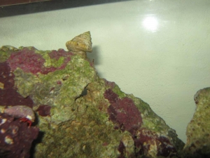 Peanut worm?