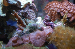 36Reef4_3_07