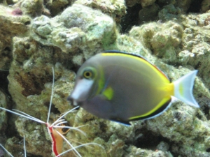japonicus and lysmata