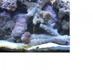 yellow tang hanging out