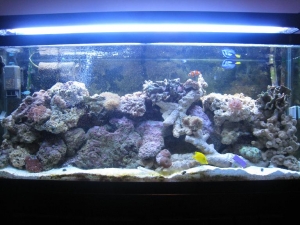 My Tank!