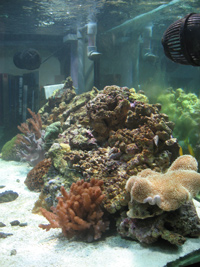 gianni's tank