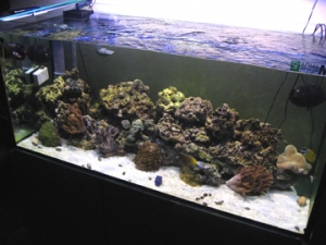 gianni's tank