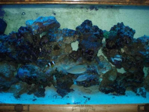 fish1