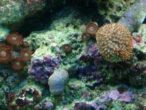 reef pics