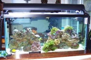 see through tank
