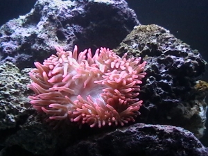 anenome1