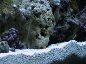 OMGTheresAFaceInMyRock