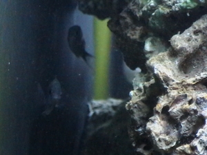 hidingchromis