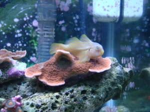 My citron goby