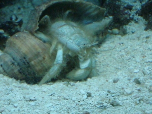 gulf crab