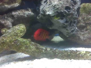 Flame Angel hiding 1