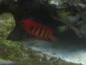Flame Angel hiding 2