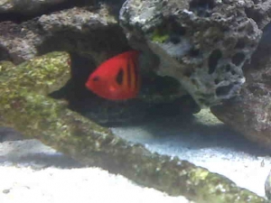Flame Angel hiding 3