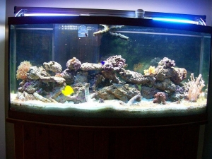 my_tank2