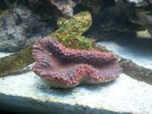 First coral!