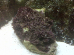 new zoas