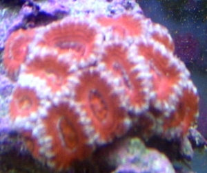 acan