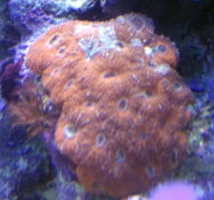 acan2