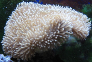 Leather Toadstool