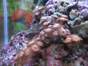 Orange Spot Polyps