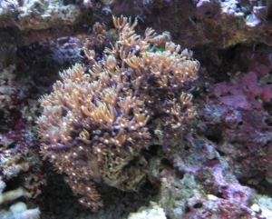 Star Polyps