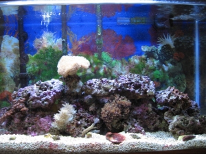 My Tank