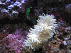 Sebae Anenome