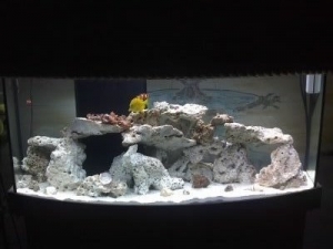 This is my 72g Bowfront !!!