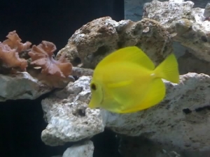 Yellow Tang :Sunny: