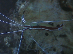 Cleaner shrimp