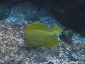 Yellow Tang