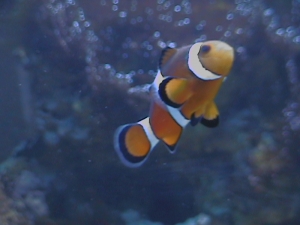False Percula