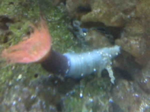 "rainbow" tube anemone