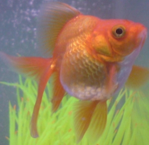 Goldie