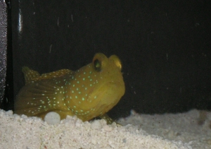 Yellow Watchman